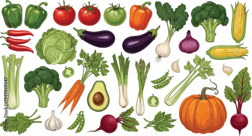 Fresh vegetables collection illustration. Organic farm produce including tomato, eggplant, broccoli, corn, pumpkin and carrots. Healthy cooking ingredients for vegetarian food and grocery design.