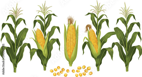 Corn plant growth illustration set. Maize plants with ripe corn cobs and kernels. Agricultural crop graphics for farming, organic food production, and harvest season design.