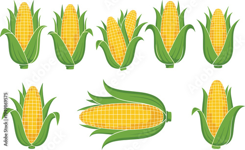 Corn cob vegetable set illustration. Fresh yellow maize with green husks in different views. Organic farm crop for cooking ingredients, agriculture graphics, and healthy food design.