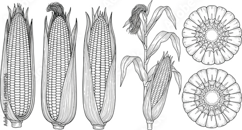 Vintage corn botanical illustration set. Engraved maize cobs, corn plant and cross section slices. Retro agricultural drawing for farming, organic food, and botanical design.