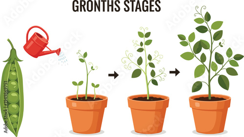 Pea plant growth stages infographic. Garden pea seed to mature plant in pots with watering can. Educational gardening illustration for farming, botany, and organic plant growth.