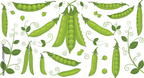 Green pea plant decorative illustration set. Pea pods, seeds, leaves and vines arranged in botanical composition. Fresh organic vegetable design for gardening, farming, and healthy food graphics.