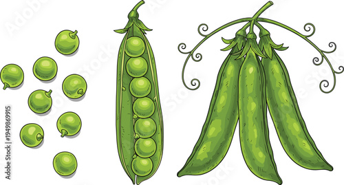Green pea vegetable illustration set. Fresh peas, open pea pod and garden pea plant isolated. Organic farm vegetable for healthy food, cooking ingredients, and gardening design.