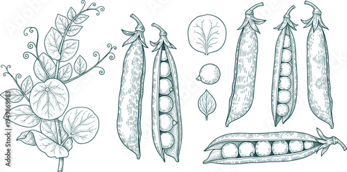 Vintage pea plant botanical illustration set. Engraved garden peas with pods, seeds, and leaves. Retro botanical vegetable drawing for farming, organic food, and gardening design.