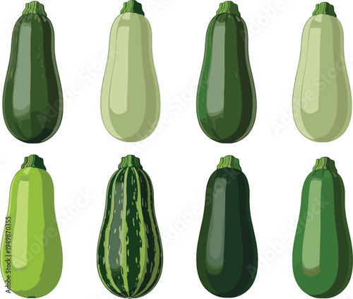 Zucchini varieties vegetable set. Different green and light courgette squash isolated. Fresh organic summer vegetables for farming, cooking ingredients, and healthy vegetarian food design.