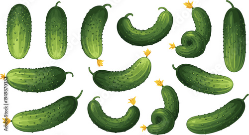 Cucumber vegetable illustration set. Fresh green cucumbers in different shapes and angles. Organic garden vegetables for healthy food, farming, cooking ingredients, and vegetarian design.