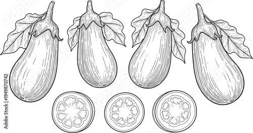 Hand drawn eggplant vegetable set. Vintage botanical aubergine illustrations with whole eggplants and sliced cross sections. Engraved style food drawing for farm, organic, and cooking designs.