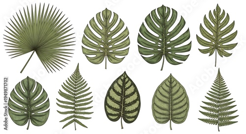 Various tropical plant leaves isolated on white