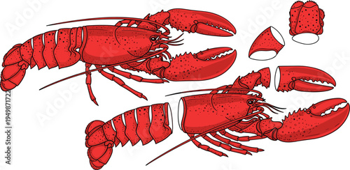 Lobster seafood anatomy vector set. Red lobster with separated body parts and claws. Detailed marine crustacean illustration for seafood menu, restaurant design, cooking guide.