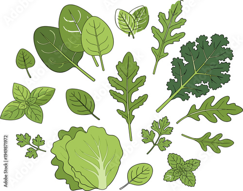 Vibrant Hand Drawn Vector Illustration of Leafy Greens and Herbs Arranged in a Circular Composition Featuring Spinach Kale Arugula and Basil for Design