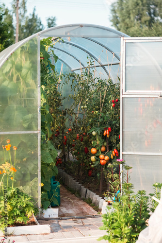 Tomato Plants Growing Inside a Greenhouse