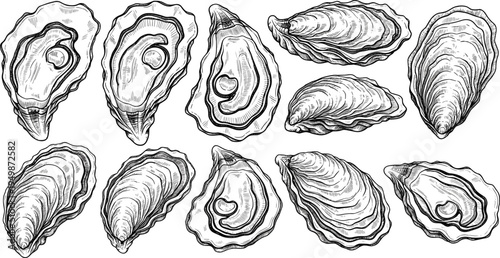 Hand drawn oyster shell collection. Vintage seafood engraving style illustration. Detailed marine shells for restaurant menu, ocean design and seafood graphics.