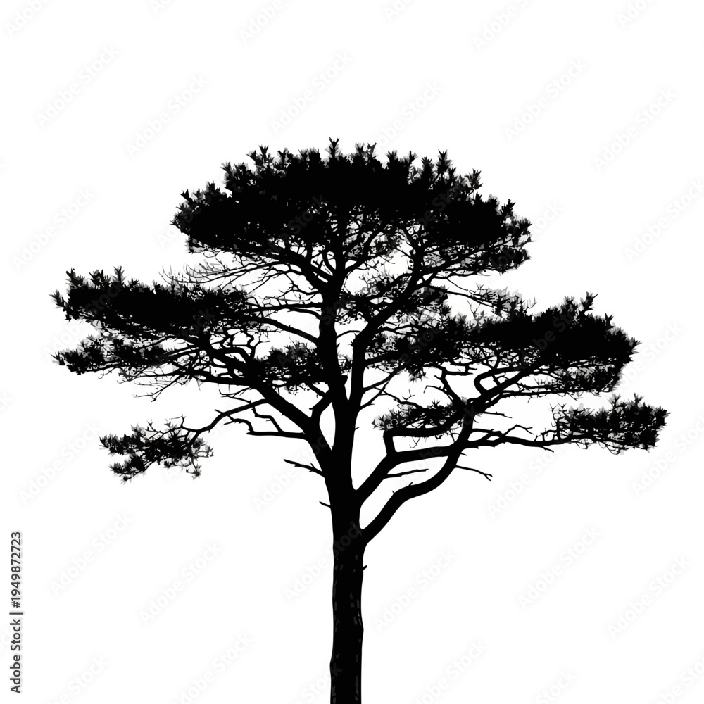 Fototapeta premium Large Tree Silhouette Against White Background.
