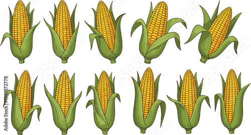 Sweet corn cob collection illustration. Fresh yellow maize ears in different angles with green husks. Organic farm vegetable for agriculture graphics, cooking ingredients, and healthy food design.