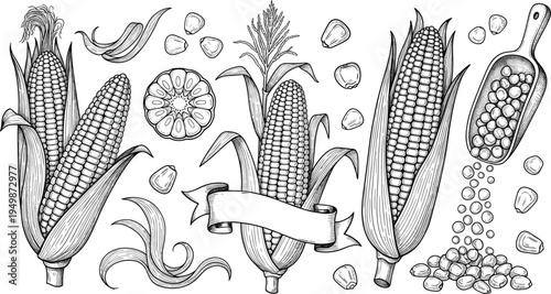 Vintage corn botanical illustration set. Engraved maize cobs, kernels and scoop with ribbon banner. Retro agriculture drawing for farming, harvest design, and organic food themes.
