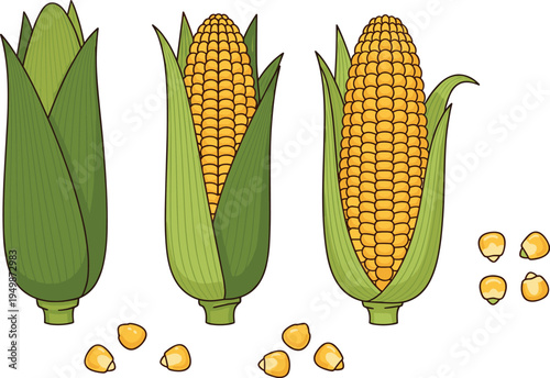 Corn cob growth stages illustration. Maize ear with husk closed and open with kernels. Organic farm crop graphic for agriculture, cooking ingredients, and healthy food design.