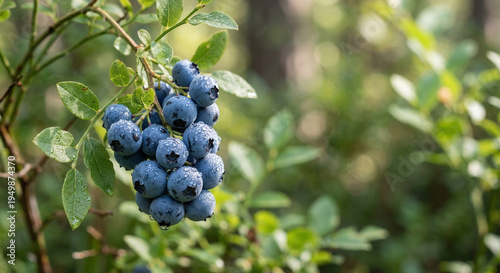 Fresh blueberries with blueberries cluster and water droplets on branch in macro for food macro concept