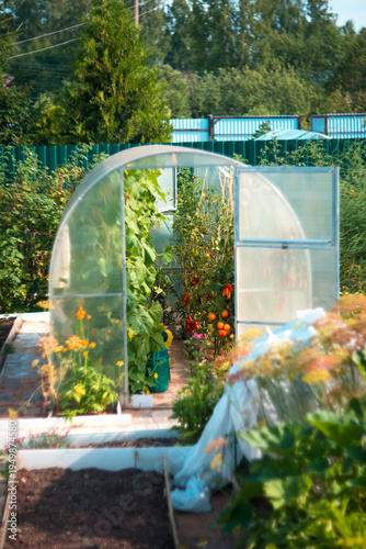 Tomato Plants Growing Inside a Greenhouse