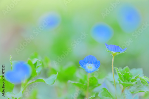 Blue Speedwell Flowers in Soft Spring Bokeh Background
