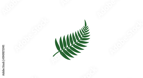 Single green fern leaf isolated.