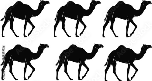 Camel silhouettes collection, desert animal walking poses vector illustration set, dromedary camel isolated wildlife desert mammal graphic pack