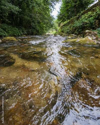 Clear Forest Stream in the Pyrenees From Water Level