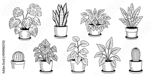 Hand- Drawn Black and White Illustrations of Potted Houseplants potted plant drawing