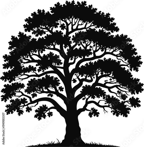 Silhouette of a Majestic Oak Tree with Spreading Branches and Dense Foliage Keywords: tree, oak, silhouette, majestic, spreading