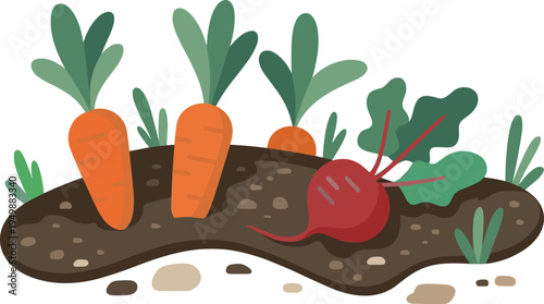 Simple Flat Design Garden Bed with Carrots and Beetroot Growing in Soil gardening vegetables