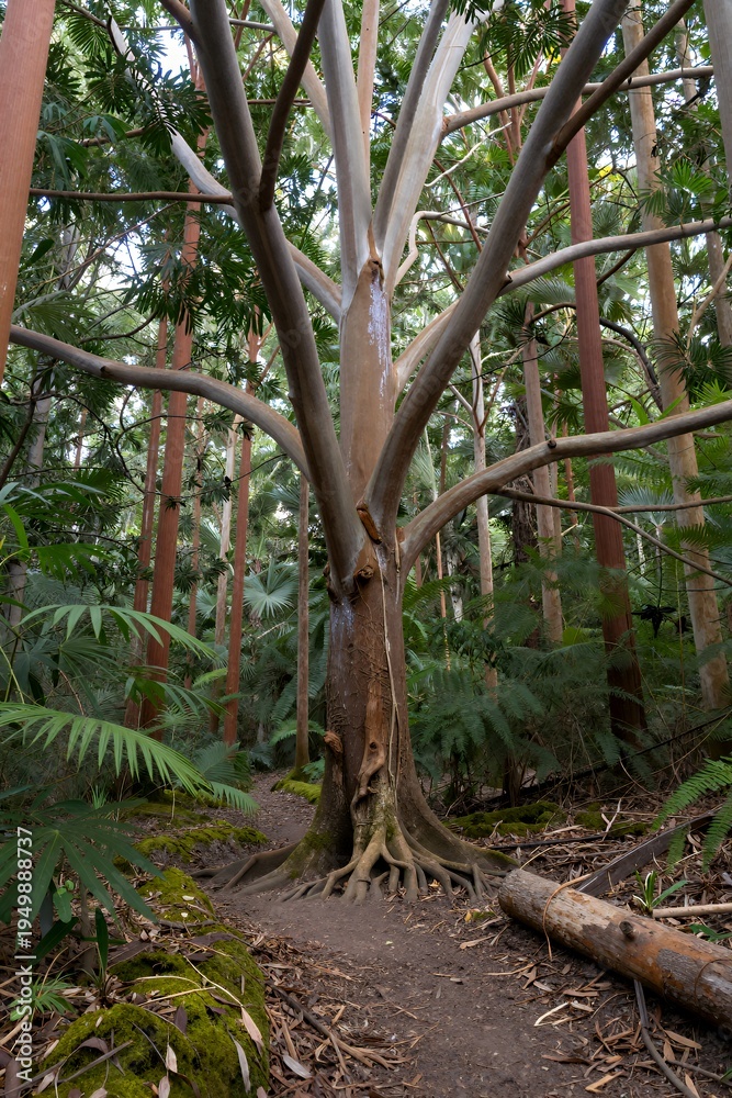 Obraz premium Tall Eucalyptus Tree with Exposed Roots in a Lush Green Rainforest, Natural Growth and Biodiversity