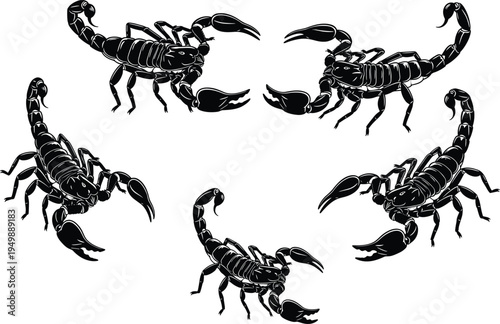 Scorpion vector collection, detailed scorpion silhouettes with raised stingers desert arachnid predator black ink style illustration set
