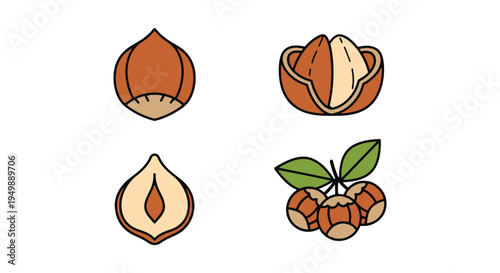 Hazelnut Line art vector set creative modern abstract color