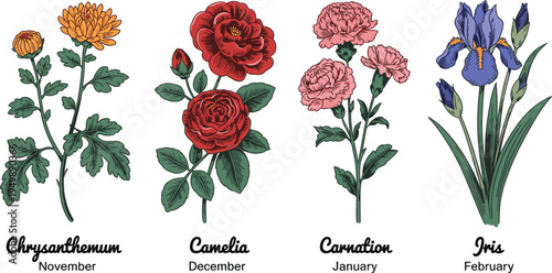 Vintage botanical flower vector set with chrysanthemum camellia carnation and iris for seasonal floral nature designs