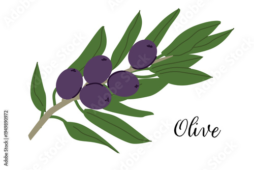 Black olive fruit branch. Cartoon illustration isolated. Hand drawn organic natural mediterranean food. Black olive plant.