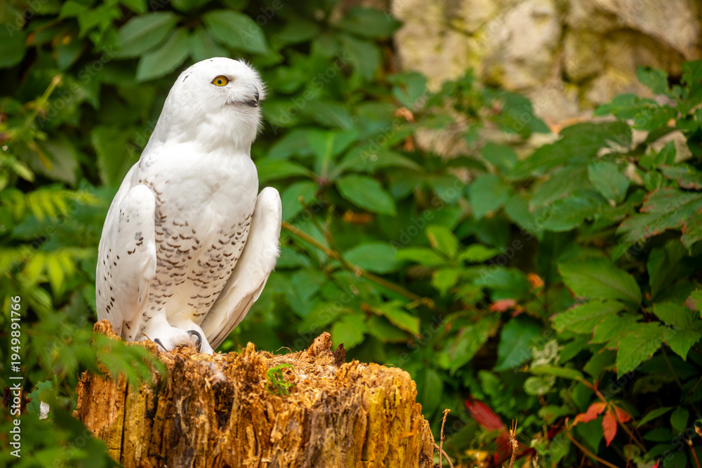 Obraz premium Snowy owl close-up. A beautiful snowy owl sits against a backdrop of green leaves. White owl on a green background.