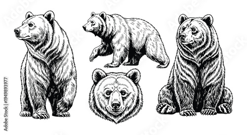 A collection of six black silhouettes depicting various bear poses
