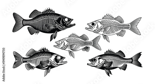 Anatomical illustration of five fish skeletons in a vintage style