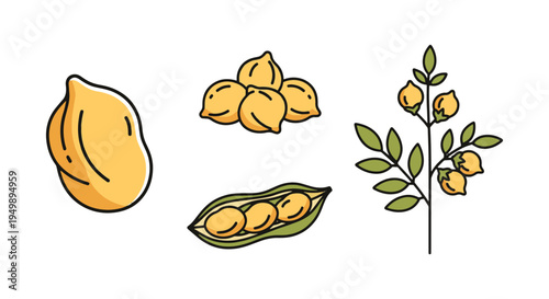 Garbanzo Beans Line art vector minimal modern abstract color