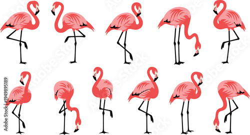 Pink flamingo bird collection tropical flamingo poses vector illustration set