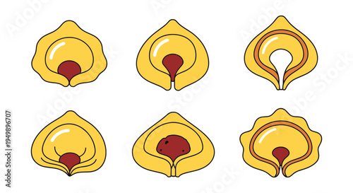 Handmade Tortellini Line art flat abstract colorful illustration