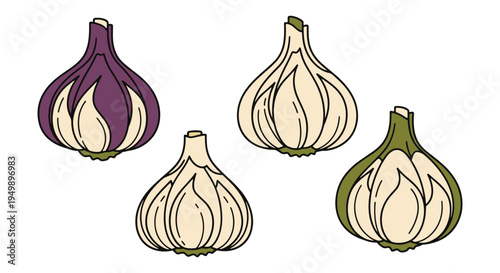 Garlic Bulb Line art vector elegant colorful abstract