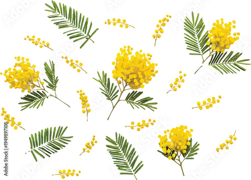 Mimosa flowers and leaves scattered pattern vector illustration set. Botanical elements for spring design background.