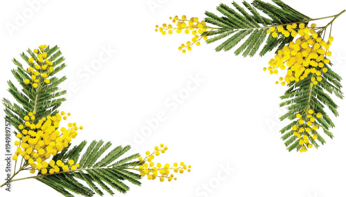 Spring mimosa flower branches decorative corner frame vector illustration for greeting card design and background template