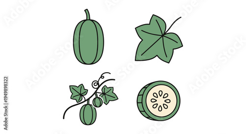 Ivy Gourd Line art vector set creative artistic abstract style