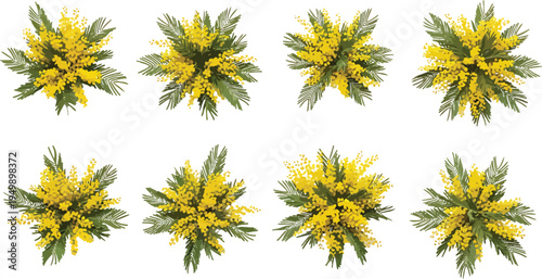 Mimosa flowers set flat vector illustration. Isolated yellow spring flower icons collection for design elements.