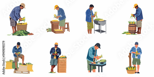 Set of flat vector illustrations depicting male agricultural workers husking, sorting, and grilling fresh corn on the cob against a white background.