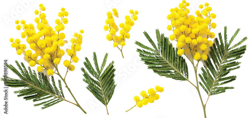 Yellow mimosa flowers and green leaves vector illustration set isolated on white background for spring greeting card design.