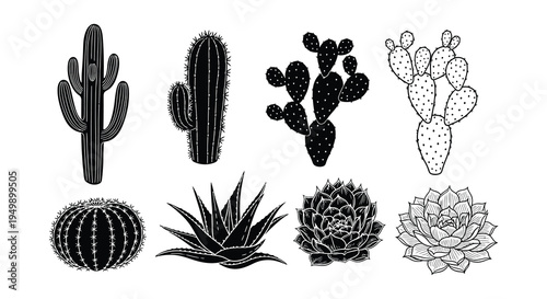 Botanical illustration of various desert cacti and succulent plants