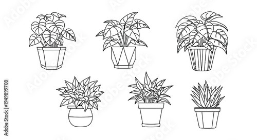Collection of potted houseplants a minimalist line art illustration