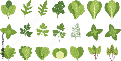 Comprehensive Flat Design Vector Collection Featuring Fresh Spinach Arugula Kale Basil Parsley Mint and Mixed Salad Greens for Healthy Organic Food Nutrition Design